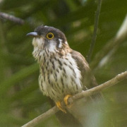 Hodgson's Hawk-Cuckoo