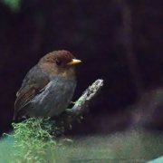 Hooded Antpitta