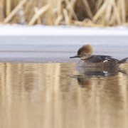 Hooded Merganser