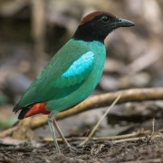 Hooded Pitta