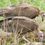 Hooded Vulture