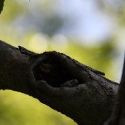 Hooded Warbler