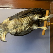 Hook-billed Kite