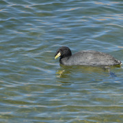 Horned Coot