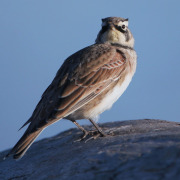 Horned Lark