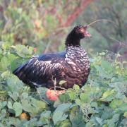 Horned Screamer