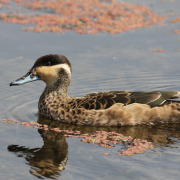 Hottentot Teal