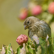 House Finch