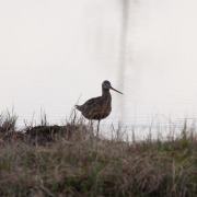 Hudsonian Godwit
