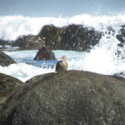 Hudsonian Godwit