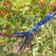 Hyacinth Macaw
