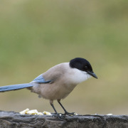 Iberian Magpie