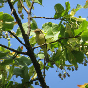 Icterine Warbler