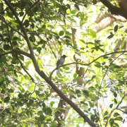 Indian Black Bulbul