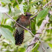 Indian Cuckoo
