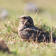 Indian Jungle Nightjar