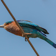 Indian Roller