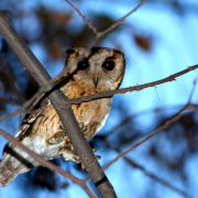 Indian Scops Owl