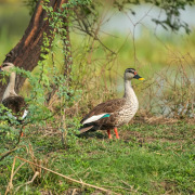 Indian Spot-billed Duck