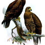 Indian Spotted Eagle