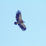 Indian Vulture