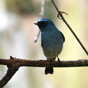 Indigo Flycatcher