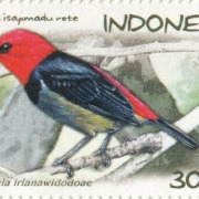 Irianawidodo's Myzomela