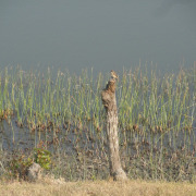 Isabelline Shrike