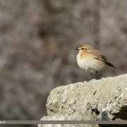 Isabelline Wheatear
