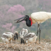 Jabiru
