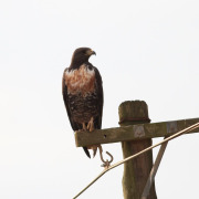 Jackal Buzzard