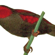 Jackson's Widowbird