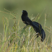 Jackson's Widowbird