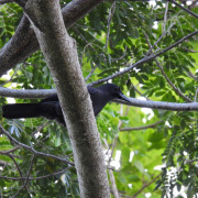 Jamaican Crow
