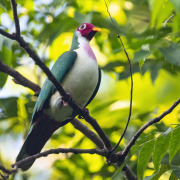 Jambu Fruit Dove