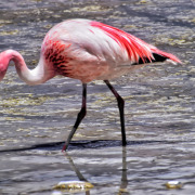James's Flamingo