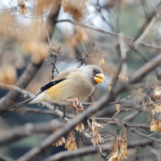 Japanese Grosbeak
