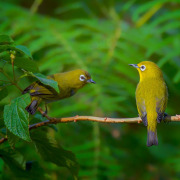 Japanese White-eye