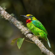 Javan Barbet