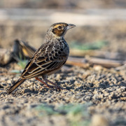Javan Bushlark