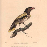 Javan Figbird