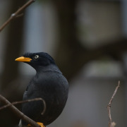 Javan Myna