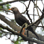 Javan Whistling Thrush