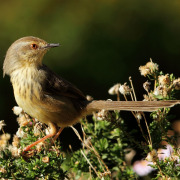 Drakensberg Prinia