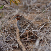 Jungle Bush Quail