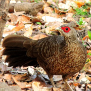 Kalij Pheasant