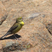 Drakensberg Siskin