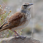 Karoo Long-billed Lark