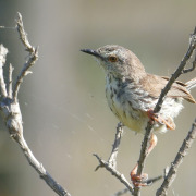 Karoo Prinia
