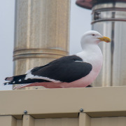 Kelp Gull